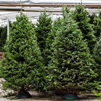 christmas-trees
