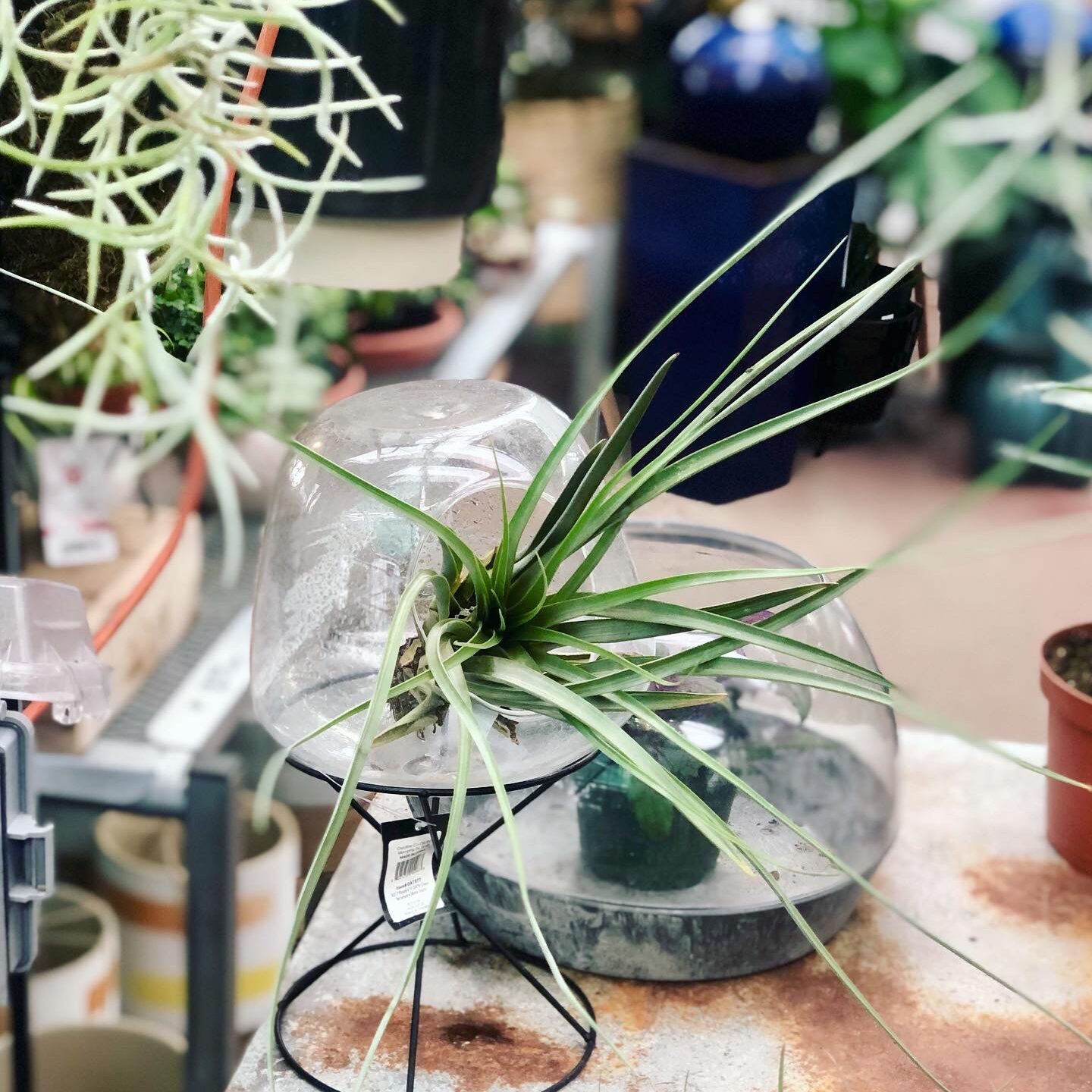 Airplant 1