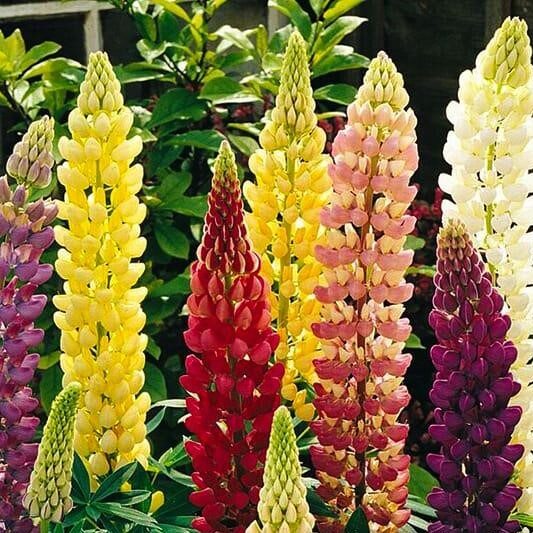 Lupine_Gallery_Mix